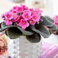 15cm saintpaulia pink for sale  LONDON