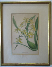 Antique botanical engraving for sale  BODMIN