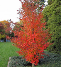 Japanese stewartia pseudocamel for sale  NORTHWICH