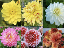 Exotic rare dahlia for sale  Goldsboro