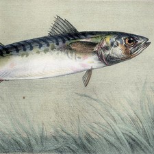 1868 pêche poissons for sale  Great Barrington