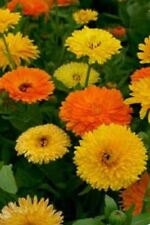 Flower calendula officinalis for sale  WREXHAM