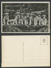 St. bernard dogs for sale  UK