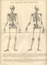 stampe antiche anatomia usato stampe antiche anatomia usato Pescara