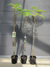 Albizia julibrissin rosea gebraucht kaufen  Wuppertal