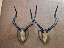 Pair old springbok for sale Pair old springbok for sale  LEEDS