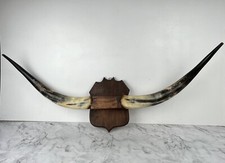 Taxidermie trophée corne d'occasion  Bolbec