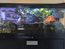 Awesome hermit crab for sale  Downers Grove