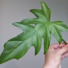 large house plants for sale large house plants for sale GLASGOW