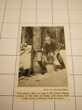 Usa maine maple for sale  WATERLOOVILLE
