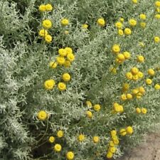 Cotton lavender plug for sale  LONDON