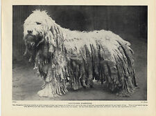 Komondor old original for sale  COLEFORD