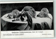 13272406 englisches widderkani gebraucht kaufen  Eimeldingen