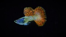 Male metal red for sale  North Port