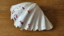 Natural clam half for sale  PERTH