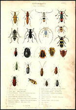 Entomology various insects for sale  Oakland