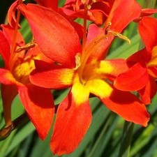 Easy grow crocosmia for sale  Milwaukee