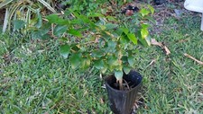 Surinam sherry eugenia for sale  Miami