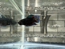 Strong betta fish for sale  Amsterdam