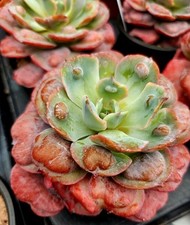Echeveria pagoda for sale  LONDON