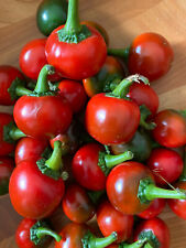 100 semi pepecchia usato  Italia