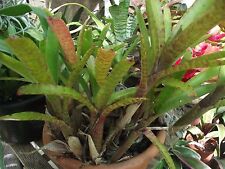 Neoregelia cubo tigre usato  Spedire a Italy
