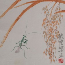 Baishi gottesanbeterin insekt gebraucht kaufen  Berlin