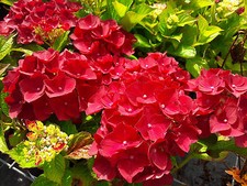 Hydrangea macrophylla red for sale  NEWTOWNARDS