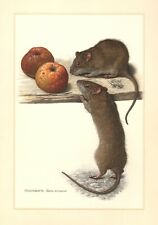 Wanderratte Rattus norvegicus  Ratte Nager rat  Farbdruck 1958 Zoologie  comprar usado  Enviando para Brazil