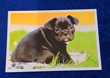 mops welpen gebraucht kaufen mops welpen gebraucht kaufen Hamburg