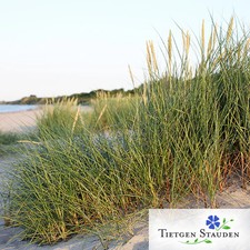 Strandhafer set pflanzen gebraucht kaufen  Halstenbek