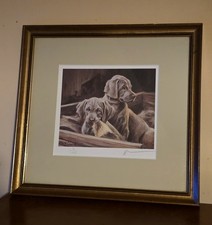 Mick cawston dog for sale  CARMARTHEN