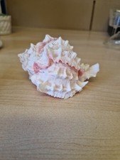 Murex conch sea for sale  GRANTHAM