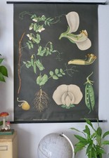 Vintage schulwandkarte erbse gebraucht kaufen  Deutschland