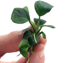 Anubias barteri var for sale  HOUNSLOW