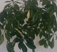 Große schefflera pflanze gebraucht kaufen  Erwitte