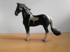 pinto horse for sale  WELSHPOOL
