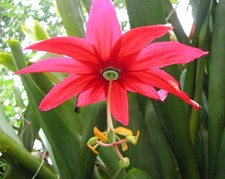 Passiflora antioquiensis red for sale  BECCLES