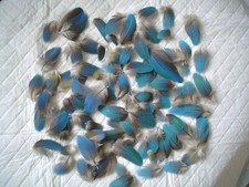 macaw tail feathers for sale macaw tail feathers for sale BACUP