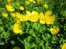 Meadow Buttercup - Giant - Ranunculus acris - 200+ nasion - Semillas - E 203 na sprzedaż  Wysyłka do Poland