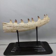 Authentic dinosaur fossilized d'occasion  Expédié en Belgium