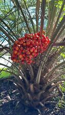 🌴 Mudas de palma Pindo (geléia) 🌴 1x por pedido - 6-12 polegadas de comprimento! comprar usado  Enviando para Brazil