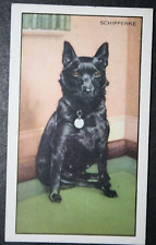 Schipperke belgian barge for sale  DERBY