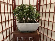 bonsai forest tree for sale bonsai forest tree for sale Clermont