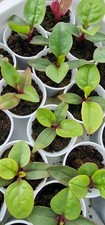 Indian red malabar for sale  BRISTOL