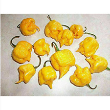 Carolina reaper giallo usato  Trappeto