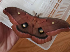 Polyphemus moth cocoon for sale  Kirkland