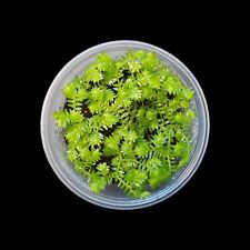 Selaginella kraussiana moosfar gebraucht kaufen  Mainz