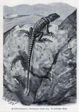 Halsbandleguan crotaphytus col gebraucht kaufen  Deutschland