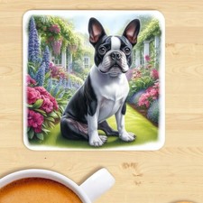 Boston terrier dog for sale  STOCKTON-ON-TEES